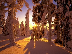 Snow-Covered-Forest-Finland-300x225